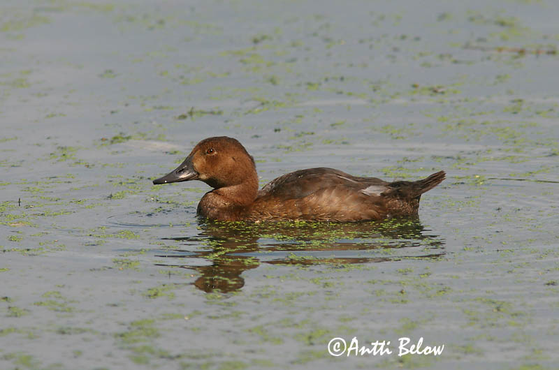 Avainsanat: Morell cap-roig Taffeland Tafeleend Common Pochard Punapea-vart Punasotka Fuligule milouin Tafelente Barátréce Skutulönd Taffeland Zarro-comum Aythya ferina Porrón Europeo Brunand