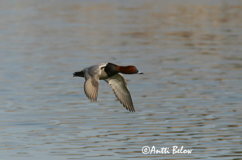 Avainsanat: Morell cap-roig Taffeland Tafeleend Common Pochard Punapea-vart Punasotka Fuligule milouin Tafelente Barátréce Skutulönd Taffeland Zarro-comum Aythya ferina Porrón Europeo Brunand