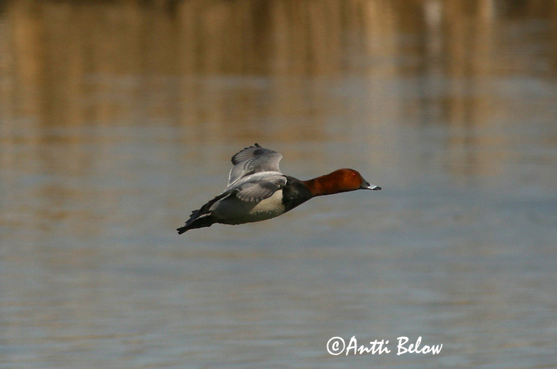 Avainsanat: Morell cap-roig Taffeland Tafeleend Common Pochard Punapea-vart Punasotka Fuligule milouin Tafelente Barátréce Skutulönd Taffeland Zarro-comum Aythya ferina Porrón Europeo Brunand