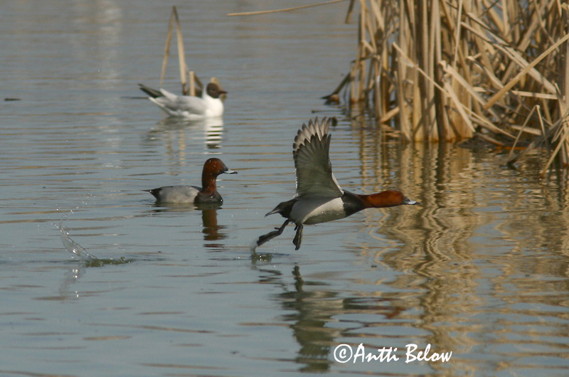 Avainsanat: Morell cap-roig Taffeland Tafeleend Common Pochard Punapea-vart Punasotka Fuligule milouin Tafelente Barátréce Skutulönd Taffeland Zarro-comum Aythya ferina Porrón Europeo Brunand
