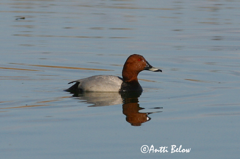 Avainsanat: Morell cap-roig Taffeland Tafeleend Common Pochard Punapea-vart Punasotka Fuligule milouin Tafelente Barátréce Skutulönd Taffeland Zarro-comum Aythya ferina Porrón Europeo Brunand