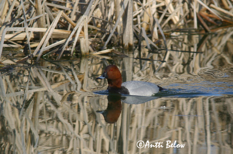 Avainsanat: Morell cap-roig Taffeland Tafeleend Common Pochard Punapea-vart Punasotka Fuligule milouin Tafelente Barátréce Skutulönd Taffeland Zarro-comum Aythya ferina Porrón Europeo Brunand