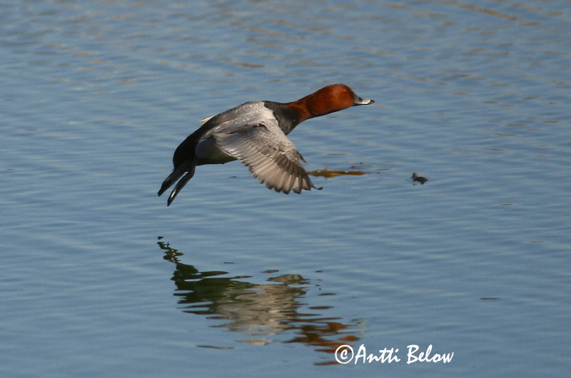 Avainsanat: Morell cap-roig Taffeland Tafeleend Common Pochard Punapea-vart Punasotka Fuligule milouin Tafelente Barátréce Skutulönd Taffeland Zarro-comum Aythya ferina Porrón Europeo Brunand