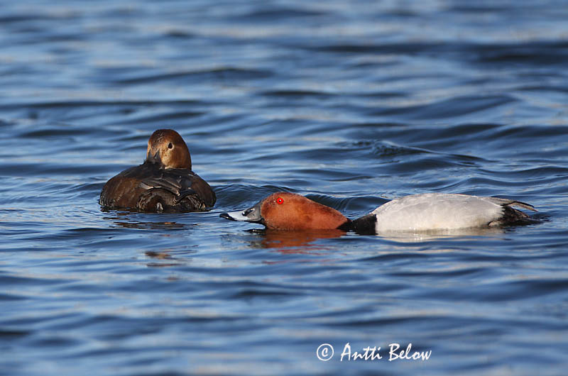 Avainsanat: Morell cap-roig Taffeland Tafeleend Common Pochard Punapea-vart Punasotka Fuligule milouin Tafelente Barátréce Skutulönd Taffeland Zarro-comum Aythya ferina Porrón Europeo Brunand