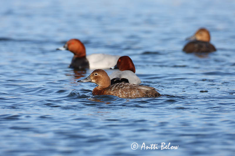 Avainsanat: Morell cap-roig Taffeland Tafeleend Common Pochard Punapea-vart Punasotka Fuligule milouin Tafelente Barátréce Skutulönd Taffeland Zarro-comum Aythya ferina Porrón Europeo Brunand