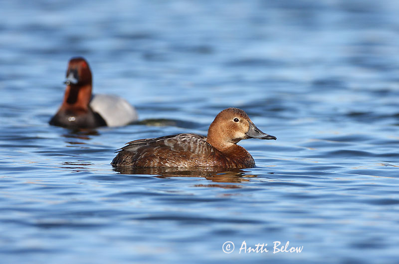 Avainsanat: Morell cap-roig Taffeland Tafeleend Common Pochard Punapea-vart Punasotka Fuligule milouin Tafelente Barátréce Skutulönd Taffeland Zarro-comum Aythya ferina Porrón Europeo Brunand