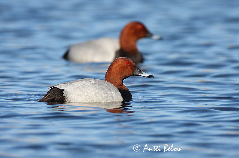 Avainsanat: Morell cap-roig Taffeland Tafeleend Common Pochard Punapea-vart Punasotka Fuligule milouin Tafelente Barátréce Skutulönd Taffeland Zarro-comum Aythya ferina Porrón Europeo Brunand
