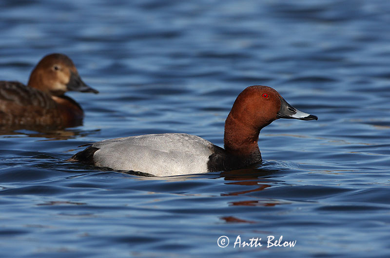 Avainsanat: Morell cap-roig Taffeland Tafeleend Common Pochard Punapea-vart Punasotka Fuligule milouin Tafelente Barátréce Skutulönd Taffeland Zarro-comum Aythya ferina Porrón Europeo Brunand