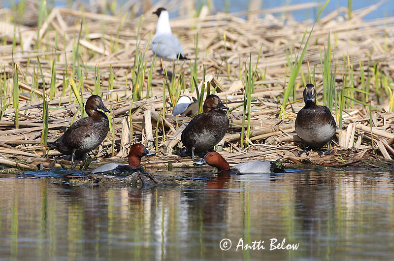 Avainsanat: Morell cap-roig Taffeland Tafeleend Common Pochard Punapea-vart Punasotka Fuligule milouin Tafelente Barátréce Skutulönd Taffeland Zarro-comum Aythya ferina Porrón Europeo Brunand