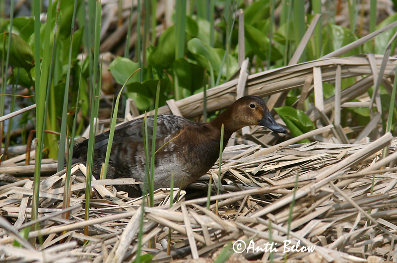 Avainsanat: Morell cap-roig Taffeland Tafeleend Common Pochard Punapea-vart Punasotka Fuligule milouin Tafelente Barátréce Skutulönd Taffeland Zarro-comum Aythya ferina Porrón Europeo Brunand