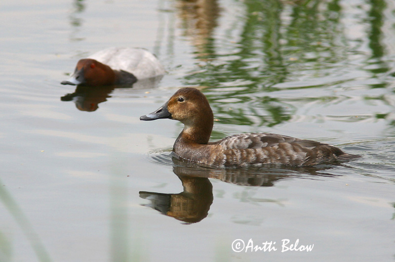 Avainsanat: Morell cap-roig Taffeland Tafeleend Common Pochard Punapea-vart Punasotka Fuligule milouin Tafelente Barátréce Skutulönd Taffeland Zarro-comum Aythya ferina Porrón Europeo Brunand