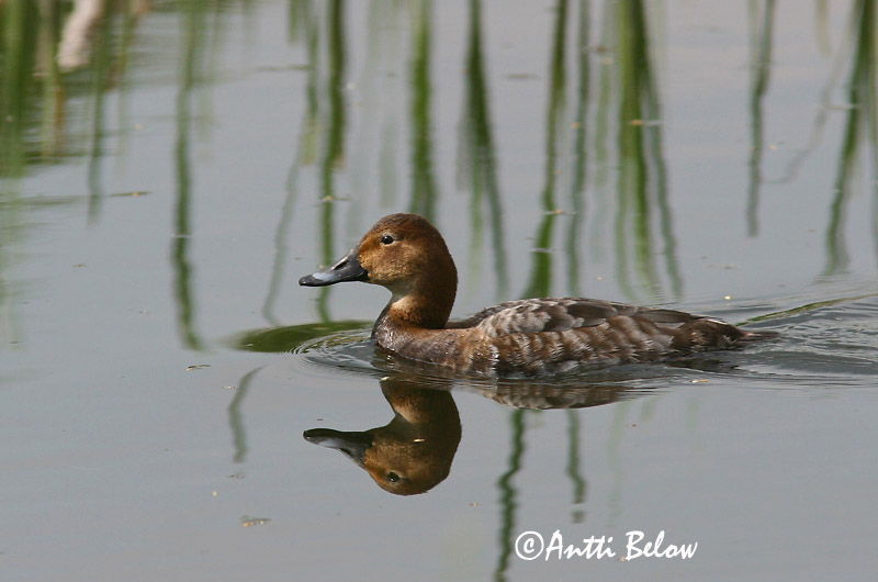 Avainsanat: Morell cap-roig Taffeland Tafeleend Common Pochard Punapea-vart Punasotka Fuligule milouin Tafelente Barátréce Skutulönd Taffeland Zarro-comum Aythya ferina Porrón Europeo Brunand