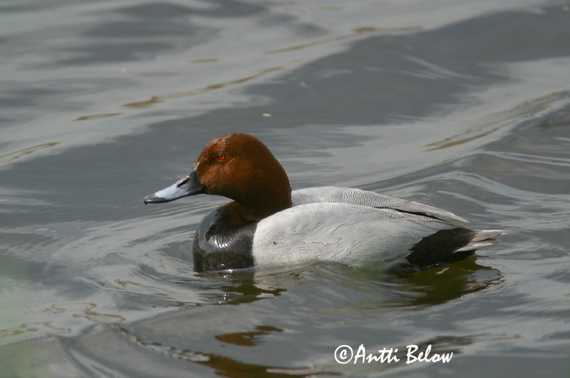 Avainsanat: Morell cap-roig Taffeland Tafeleend Common Pochard Punapea-vart Punasotka Fuligule milouin Tafelente Barátréce Skutulönd Taffeland Zarro-comum Aythya ferina Porrón Europeo Brunand
