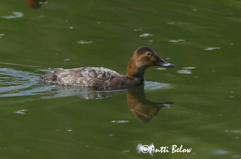 Avainsanat: Morell cap-roig Taffeland Tafeleend Common Pochard Punapea-vart Punasotka Fuligule milouin Tafelente Barátréce Skutulönd Taffeland Zarro-comum Aythya ferina Porrón Europeo Brunand
