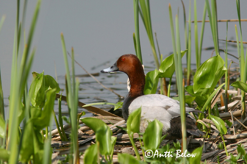 Avainsanat: Morell cap-roig Taffeland Tafeleend Common Pochard Punapea-vart Punasotka Fuligule milouin Tafelente Barátréce Skutulönd Taffeland Zarro-comum Aythya ferina Porrón Europeo Brunand