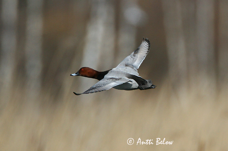 Avainsanat: Morell cap-roig Taffeland Tafeleend Common Pochard Punapea-vart Punasotka Fuligule milouin Tafelente Barátréce Skutulönd Taffeland Zarro-comum Aythya ferina Porrón Europeo Brunand