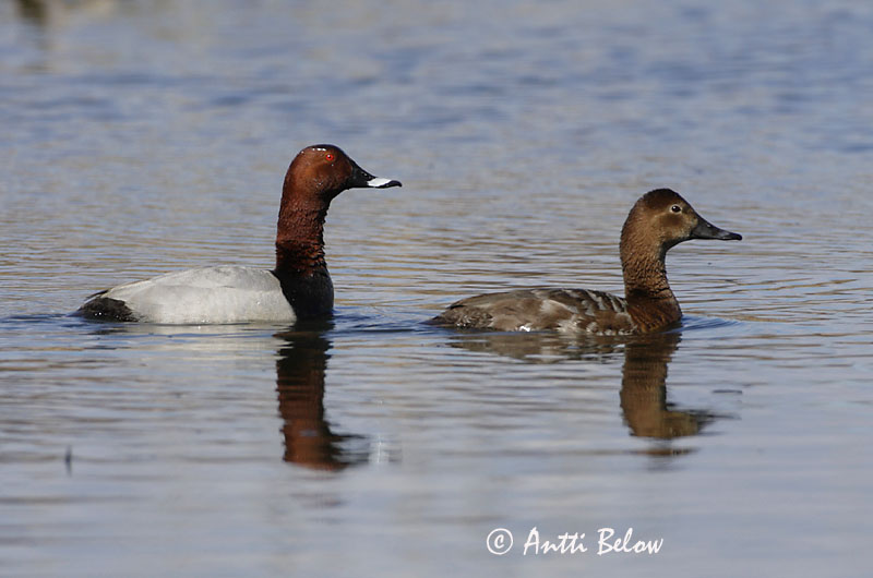 Avainsanat: Morell cap-roig Taffeland Tafeleend Common Pochard Punapea-vart Punasotka Fuligule milouin Tafelente Barátréce Skutulönd Taffeland Zarro-comum Aythya ferina Porrón Europeo Brunand