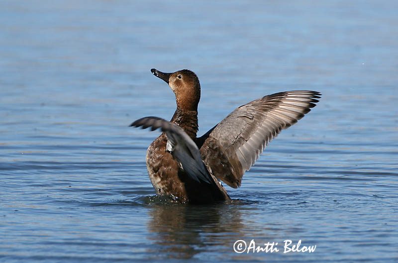 Avainsanat: Morell cap-roig Taffeland Tafeleend Common Pochard Punapea-vart Punasotka Fuligule milouin Tafelente Barátréce Skutulönd Taffeland Zarro-comum Aythya ferina Porrón Europeo Brunand
