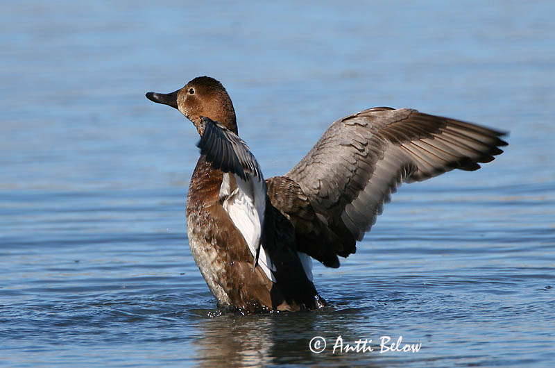Avainsanat: Morell cap-roig Taffeland Tafeleend Common Pochard Punapea-vart Punasotka Fuligule milouin Tafelente Barátréce Skutulönd Taffeland Zarro-comum Aythya ferina Porrón Europeo Brunand