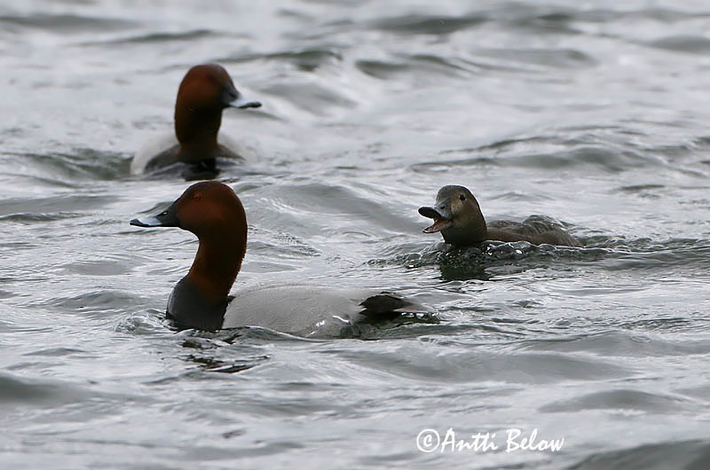 Avainsanat: Morell cap-roig Taffeland Tafeleend Common Pochard Punapea-vart Punasotka Fuligule milouin Tafelente Barátréce Skutulönd Taffeland Zarro-comum Aythya ferina Porrón Europeo Brunand