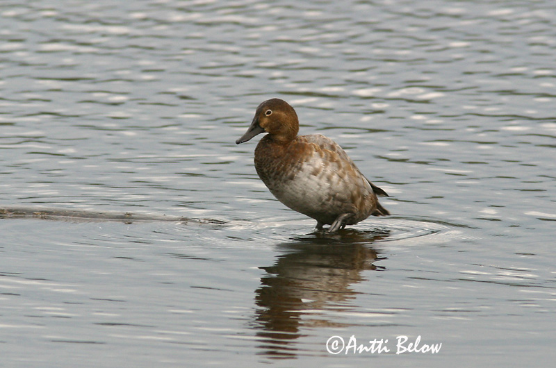 Avainsanat: Morell cap-roig Taffeland Tafeleend Common Pochard Punapea-vart Punasotka Fuligule milouin Tafelente Barátréce Skutulönd Taffeland Zarro-comum Aythya ferina Porrón Europeo Brunand
