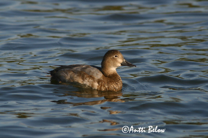 Avainsanat: Morell cap-roig Taffeland Tafeleend Common Pochard Punapea-vart Punasotka Fuligule milouin Tafelente Barátréce Skutulönd Taffeland Zarro-comum Aythya ferina Porrón Europeo Brunand