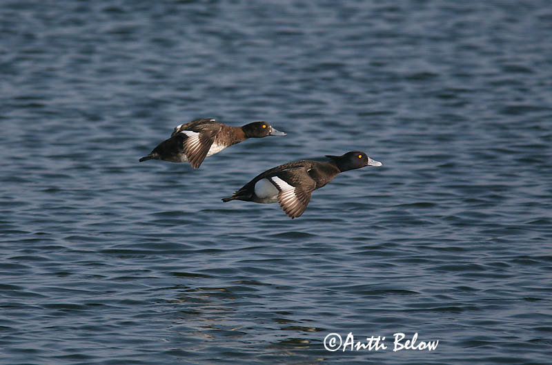 5/2006
Lågskär, Finland
Avainsanat: Morell de plomall Troldand Kuifeend Tufted Duck Tuttvart Tukkasotka Fuligule morillon Reiherente Kontyos réce Skúfönd Toppand Zarro-negrinha Aythya fuligula Porrón Moñudo Vigg