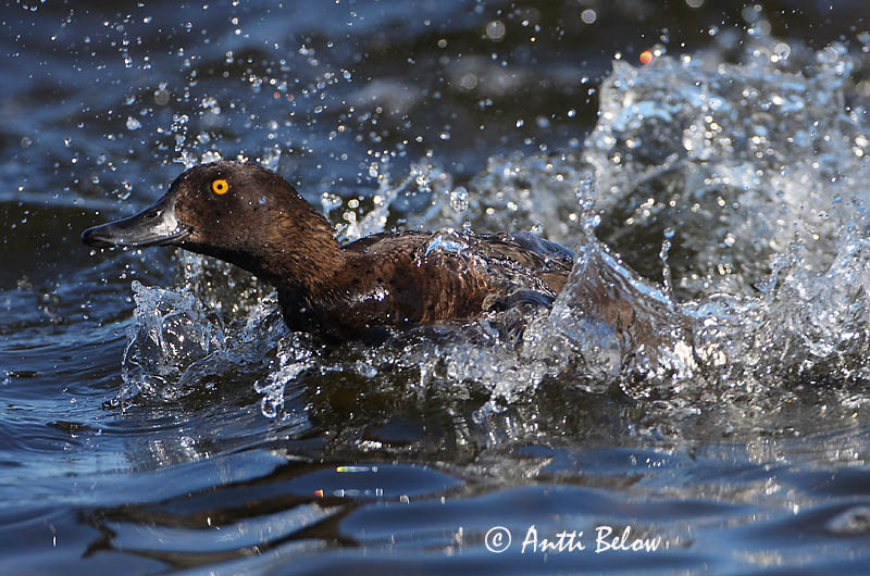 Avainsanat: Morell de plomall Troldand Kuifeend Tufted Duck Tuttvart Tukkasotka Fuligule morillon Reiherente Kontyos réce Skúfönd Toppand Zarro-negrinha Aythya fuligula Porrón Moñudo Vigg