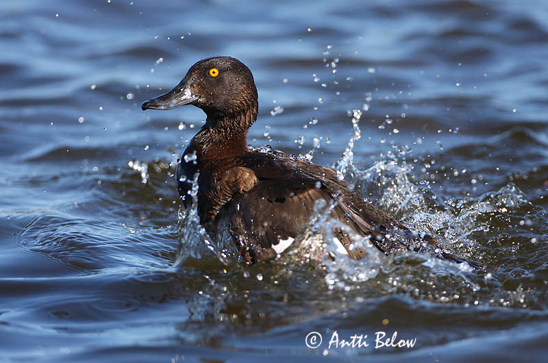 Avainsanat: Morell de plomall Troldand Kuifeend Tufted Duck Tuttvart Tukkasotka Fuligule morillon Reiherente Kontyos réce Skúfönd Toppand Zarro-negrinha Aythya fuligula Porrón Moñudo Vigg