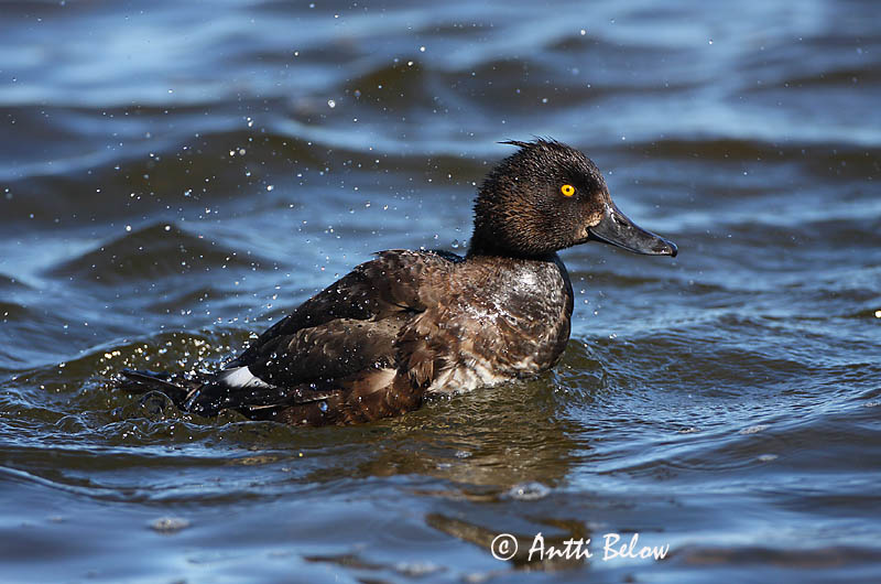Avainsanat: Morell de plomall Troldand Kuifeend Tufted Duck Tuttvart Tukkasotka Fuligule morillon Reiherente Kontyos réce Skúfönd Toppand Zarro-negrinha Aythya fuligula Porrón Moñudo Vigg