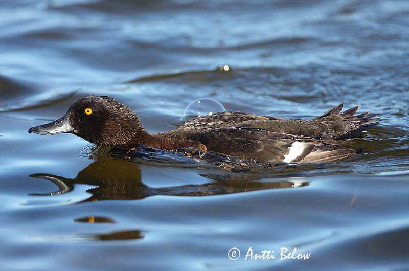 Avainsanat: Morell de plomall Troldand Kuifeend Tufted Duck Tuttvart Tukkasotka Fuligule morillon Reiherente Kontyos réce Skúfönd Toppand Zarro-negrinha Aythya fuligula Porrón Moñudo Vigg