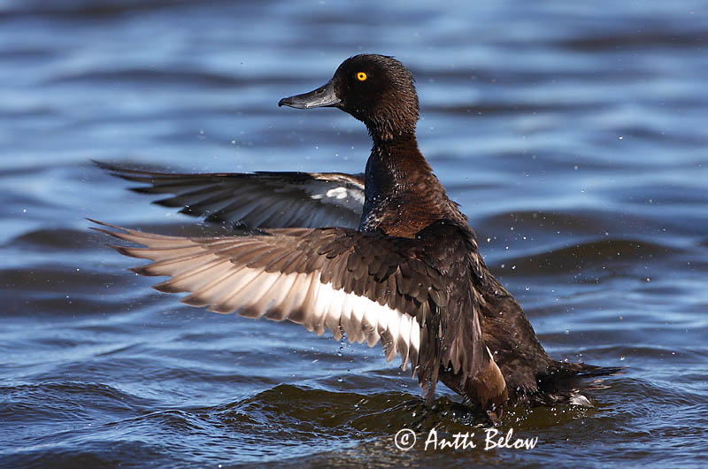 Avainsanat: Morell de plomall Troldand Kuifeend Tufted Duck Tuttvart Tukkasotka Fuligule morillon Reiherente Kontyos réce Skúfönd Toppand Zarro-negrinha Aythya fuligula Porrón Moñudo Vigg