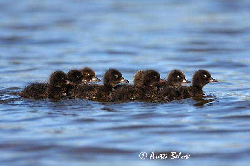 Avainsanat: Morell de plomall Troldand Kuifeend Tufted Duck Tuttvart Tukkasotka Fuligule morillon Reiherente Kontyos réce Skúfönd Toppand Zarro-negrinha Aythya fuligula Porrón Moñudo Vigg