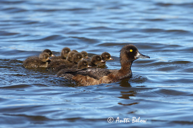 Avainsanat: Morell de plomall Troldand Kuifeend Tufted Duck Tuttvart Tukkasotka Fuligule morillon Reiherente Kontyos réce Skúfönd Toppand Zarro-negrinha Aythya fuligula Porrón Moñudo Vigg