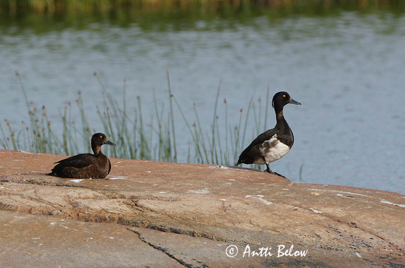 Avainsanat: Morell de plomall Troldand Kuifeend Tufted Duck Tuttvart Tukkasotka Fuligule morillon Reiherente Kontyos réce Skúfönd Toppand Zarro-negrinha Aythya fuligula Porrón Moñudo Vigg