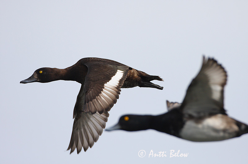Avainsanat: Morell de plomall Troldand Kuifeend Tufted Duck Tuttvart Tukkasotka Fuligule morillon Reiherente Kontyos réce Skúfönd Toppand Zarro-negrinha Aythya fuligula Porrón Moñudo Vigg