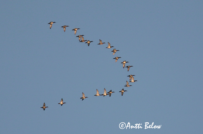 5/2006
Estonia
Avainsanat: Morell de plomall Troldand Kuifeend Tufted Duck Tuttvart Tukkasotka Fuligule morillon Reiherente Kontyos réce Skúfönd Toppand Zarro-negrinha Aythya fuligula Porrón Moñudo Vigg