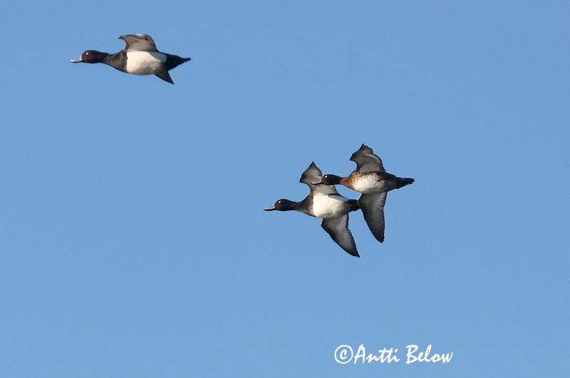 Avainsanat: Morell de plomall Troldand Kuifeend Tufted Duck Tuttvart Tukkasotka Fuligule morillon Reiherente Kontyos réce Skúfönd Toppand Zarro-negrinha Aythya fuligula Porrón Moñudo Vigg
