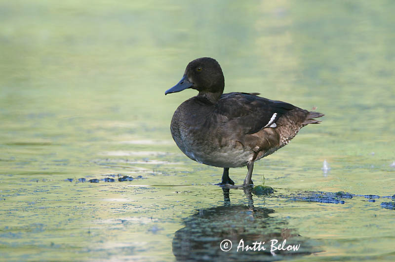 Avainsanat: Morell de plomall Troldand Kuifeend Tufted Duck Tuttvart Tukkasotka Fuligule morillon Reiherente Kontyos réce Skúfönd Toppand Zarro-negrinha Aythya fuligula Porrón Moñudo Vigg
