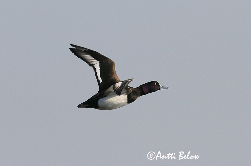4/2006
Lågskär, Finland
Avainsanat: Morell de plomall Troldand Kuifeend Tufted Duck Tuttvart Tukkasotka Fuligule morillon Reiherente Kontyos réce Skúfönd Toppand Zarro-negrinha Aythya fuligula Porrón Moñudo Vigg