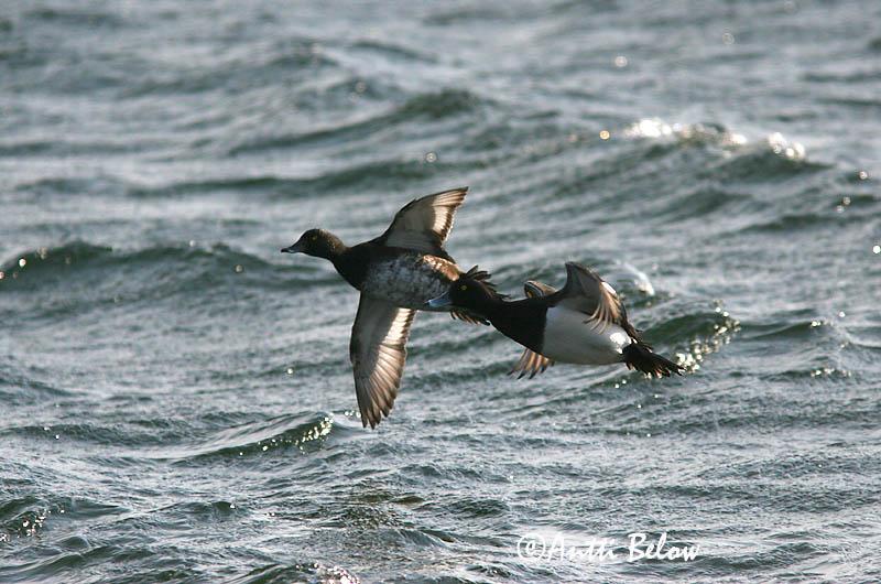 4/2006
Lågskär, Finland
Avainsanat: Morell de plomall Troldand Kuifeend Tufted Duck Tuttvart Tukkasotka Fuligule morillon Reiherente Kontyos réce Skúfönd Toppand Zarro-negrinha Aythya fuligula Porrón Moñudo Vigg