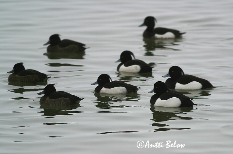2/2004
Estonia
Avainsanat: Morell de plomall Troldand Kuifeend Tufted Duck Tuttvart Tukkasotka Fuligule morillon Reiherente Kontyos réce Skúfönd Toppand Zarro-negrinha Aythya fuligula Porrón Moñudo Vigg