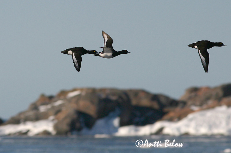 Hanko, Finland
Avainsanat: Morell de plomall Troldand Kuifeend Tufted Duck Tuttvart Tukkasotka Fuligule morillon Reiherente Kontyos réce Skúfönd Toppand Zarro-negrinha Aythya fuligula Porrón Moñudo Vigg