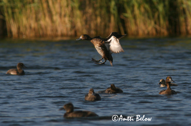Avainsanat: Morell de plomall Troldand Kuifeend Tufted Duck Tuttvart Tukkasotka Fuligule morillon Reiherente Kontyos réce Skúfönd Toppand Zarro-negrinha Aythya fuligula Porrón Moñudo Vigg