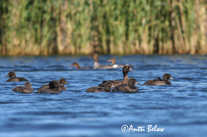 Avainsanat: Morell de plomall Troldand Kuifeend Tufted Duck Tuttvart Tukkasotka Fuligule morillon Reiherente Kontyos réce Skúfönd Toppand Zarro-negrinha Aythya fuligula Porrón Moñudo Vigg