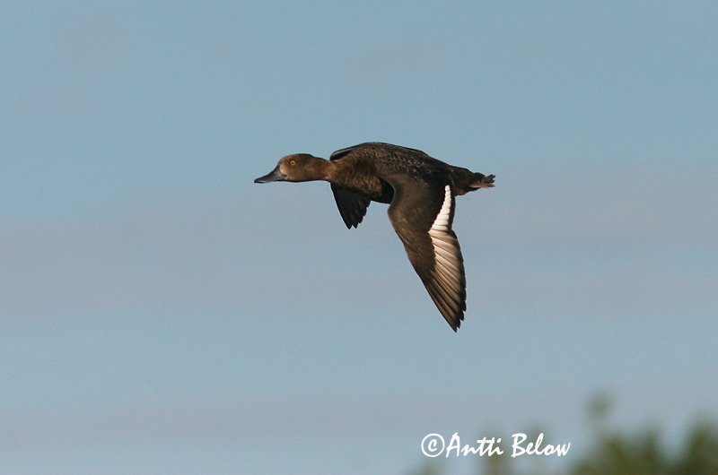 Avainsanat: Morell de plomall Troldand Kuifeend Tufted Duck Tuttvart Tukkasotka Fuligule morillon Reiherente Kontyos réce Skúfönd Toppand Zarro-negrinha Aythya fuligula Porrón Moñudo Vigg