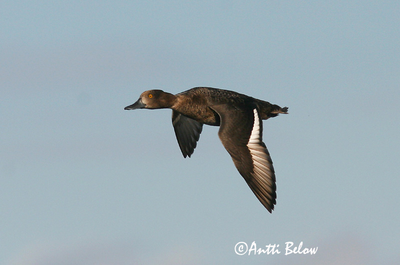 Avainsanat: Morell de plomall Troldand Kuifeend Tufted Duck Tuttvart Tukkasotka Fuligule morillon Reiherente Kontyos réce Skúfönd Toppand Zarro-negrinha Aythya fuligula Porrón Moñudo Vigg