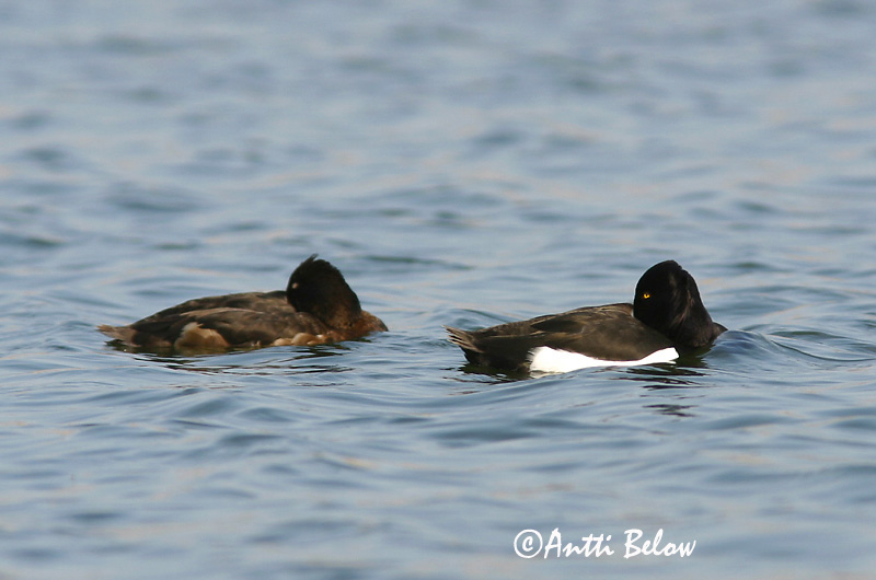 Avainsanat: Morell de plomall Troldand Kuifeend Tufted Duck Tuttvart Tukkasotka Fuligule morillon Reiherente Kontyos réce Skúfönd Toppand Zarro-negrinha Aythya fuligula Porrón Moñudo Vigg