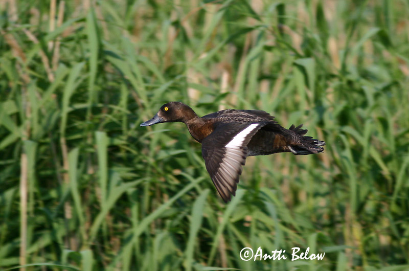 Avainsanat: Morell de plomall Troldand Kuifeend Tufted Duck Tuttvart Tukkasotka Fuligule morillon Reiherente Kontyos réce Skúfönd Toppand Zarro-negrinha Aythya fuligula Porrón Moñudo Vigg