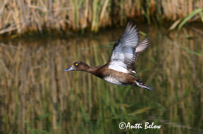 Avainsanat: Morell de plomall Troldand Kuifeend Tufted Duck Tuttvart Tukkasotka Fuligule morillon Reiherente Kontyos réce Skúfönd Toppand Zarro-negrinha Aythya fuligula Porrón Moñudo Vigg